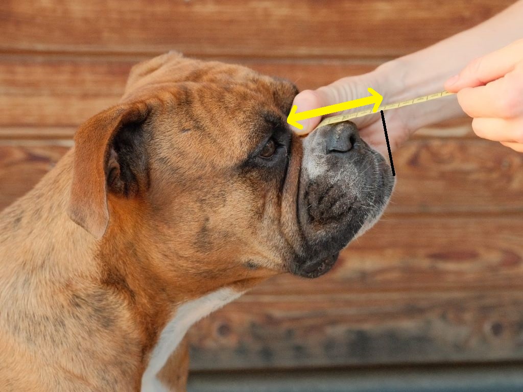 3. délka nosu plemena s předsunutou bradou_1